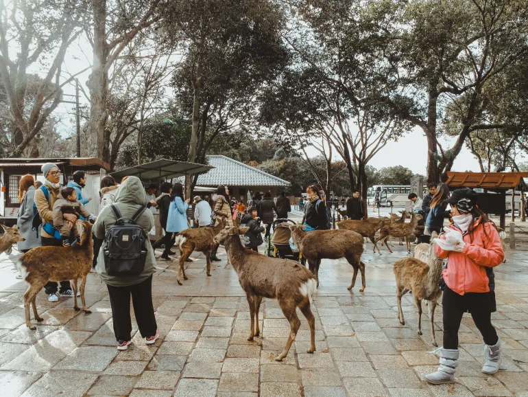 Pakej Osaka Disneyland
