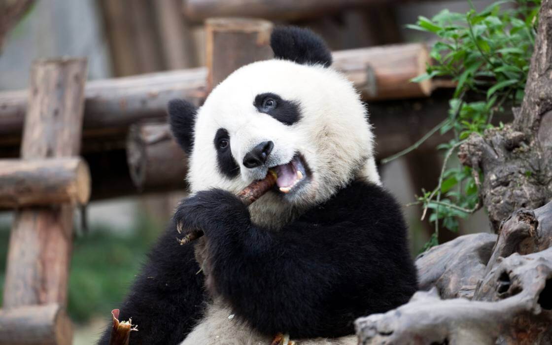 Pakej Chongqing & Chengdu