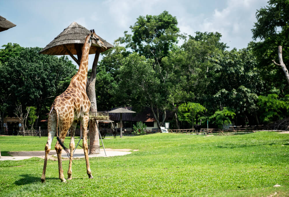 Pakej Jakarta Bogor Safari