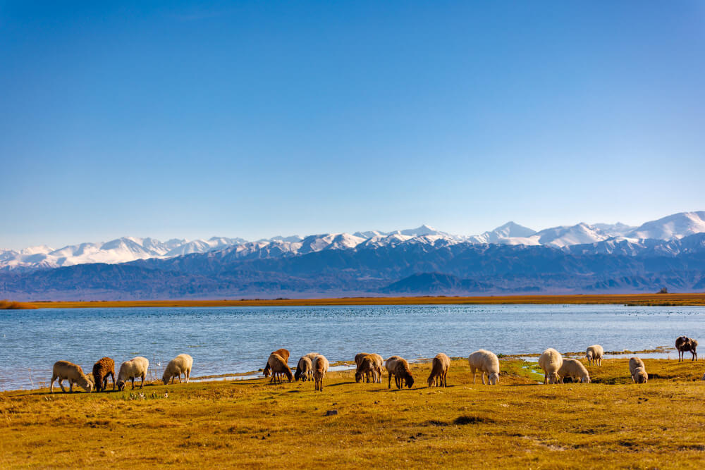 Pakej Xinjiang China