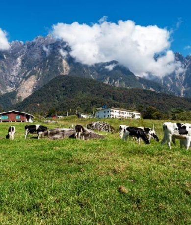4D3N Kota Kinabalu & Kundasang (2)