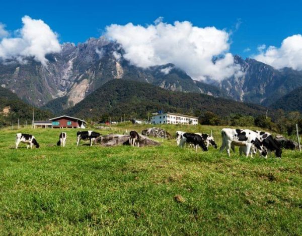 4D3N Kota Kinabalu & Kundasang (2)