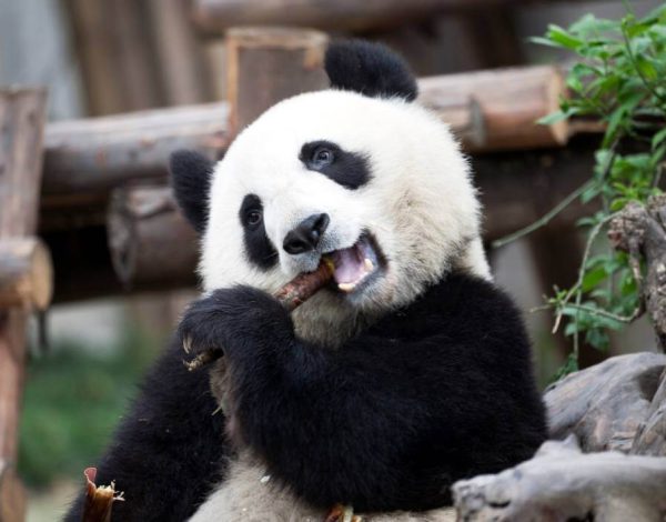 7D5N Chongqing & Chengdu Twin Cities5